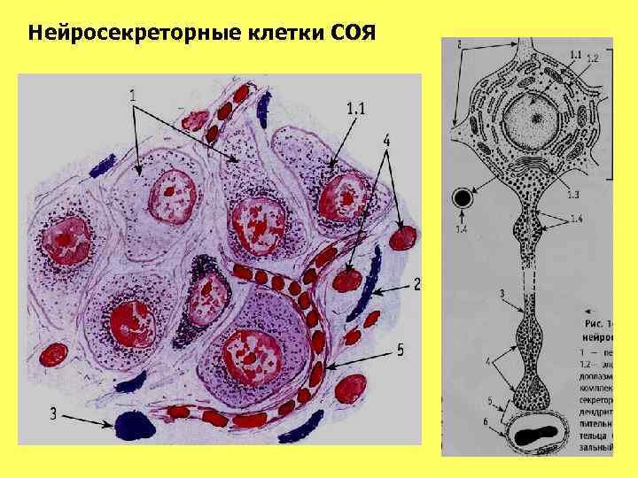 Схема строения ультрамикроскопического строения клетки