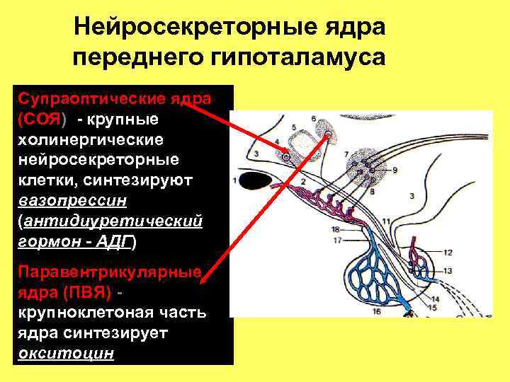 Нейросекреторные нейроны