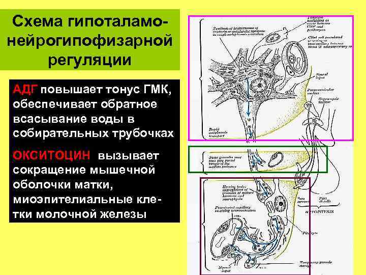 Схема гипоталамонейрогипофизарной регуляции АДГ повышает тонус ГМК, обеспечивает обратное всасывание воды в собирательных трубочках