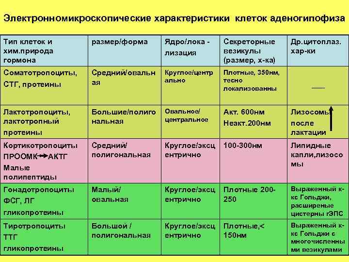 Электронномикроскопические характеристики клеток аденогипофиза Тип клеток и хим. природа гормона размер/форма Ядро/лока лизация Секреторные