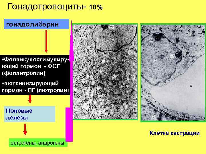 Гонадотропоциты- 10% гонадолиберин • Фолликулостимулирующий гормон - ФСГ (фоллитропин) • лютеинизирующий гормон - ЛГ