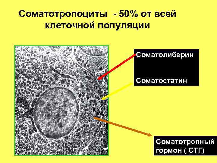 Соматотропоциты - 50% от всей клеточной популяции Соматолиберин Соматостатин Соматотропный гормон ( СТГ) 