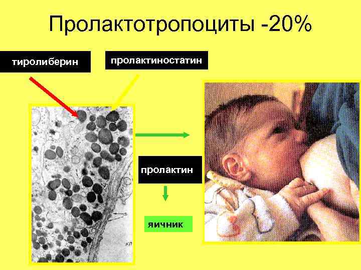 Пролактотропоциты -20% тиролиберин пролактиностатин пролактинн яичник 