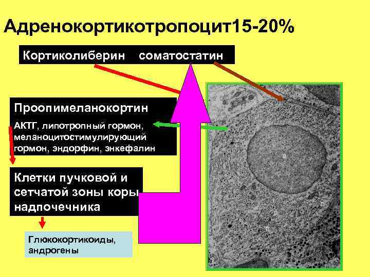 Адренокортикотропоцит15 -20% Кортиколиберин соматостатин Проопимеланокортин АКТГ, липотропный гормон, меланоцитостимулирующий гормон, эндорфин, энкефалин Клетки пучковой