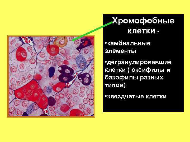 Хромофобные клетки • камбиальные элементы • дегранулировавшие клетки ( оксифилы и базофилы разных типов)