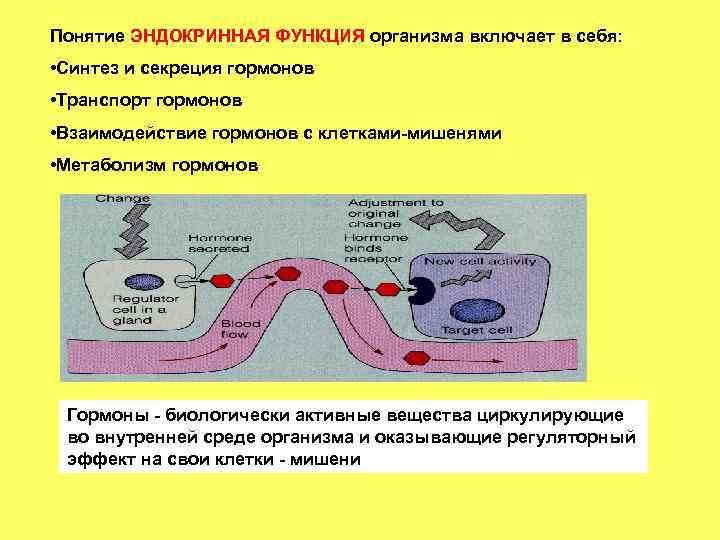 Функции секреции мочи