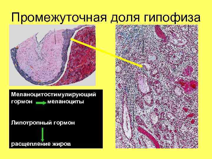 Тоналин и липотропный фактор схема