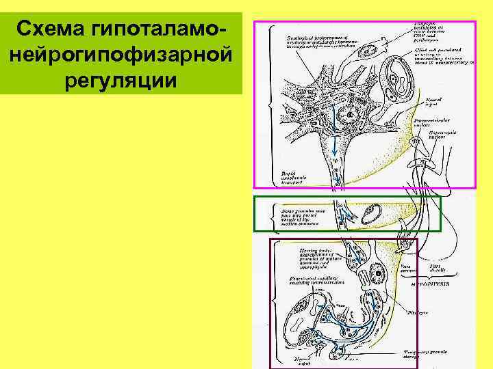 Схема гипоталамонейрогипофизарной регуляции 
