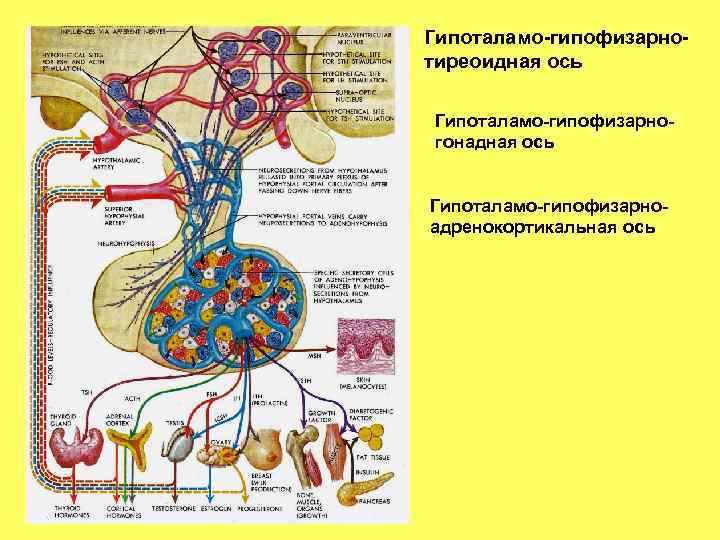 Схема гипоталамо гипофизарно тиреоидной системы