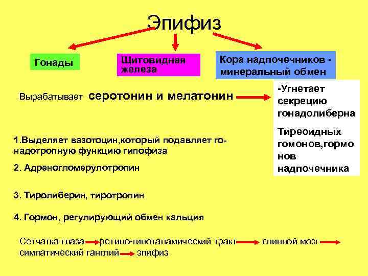 Эпифиз Гонады Вырабатывает Щитовидная железа Кора надпочечников минеральный обмен серотонин и мелатонин 1. Выделяет