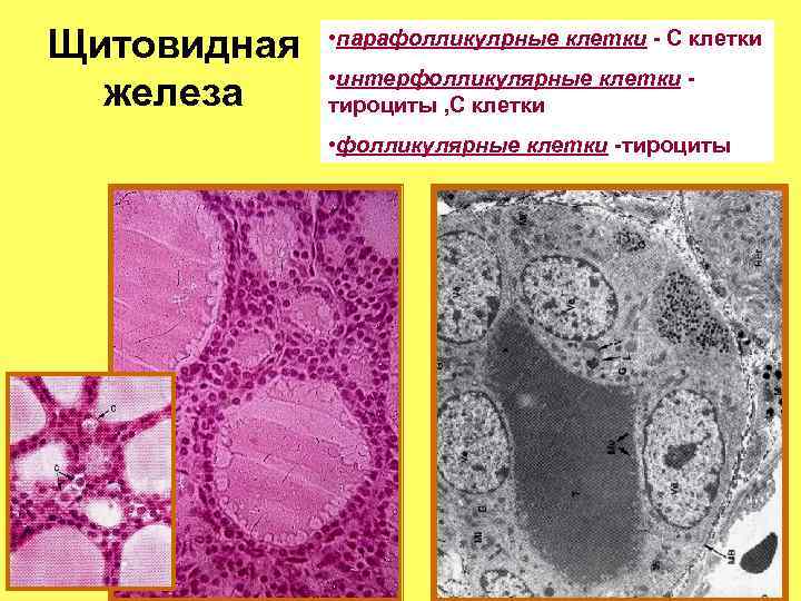 Секреторный цикл фолликулярного тироцита схема по гистологии