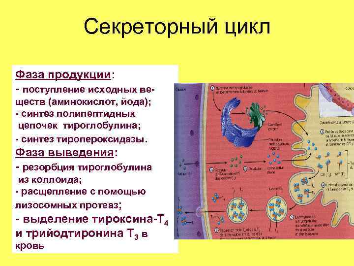 Секреторный цикл фолликулярного тироцита схема по гистологии