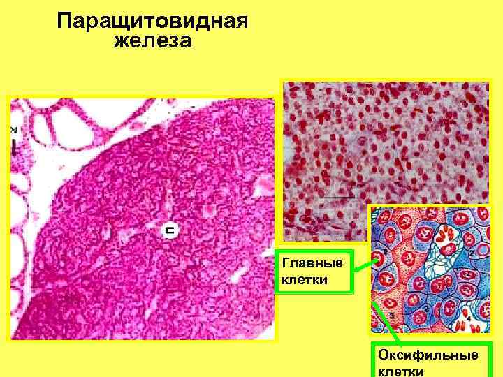 Паращитовидная железа Главные клетки Оксифильные клетки 