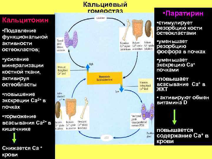 Кальциевый гомеостаз Кальцитонин • Подавление функциональной активности остеокластов; • усиление минерализации костной ткани, активируя