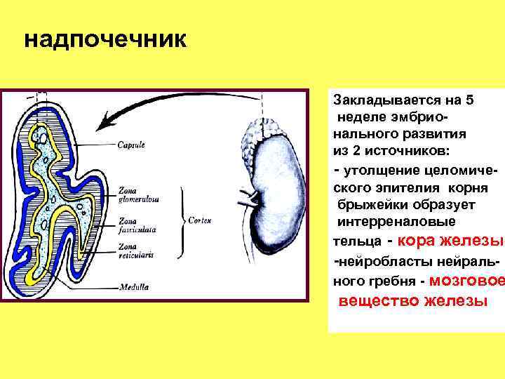 Надпочечник гистология рисунок