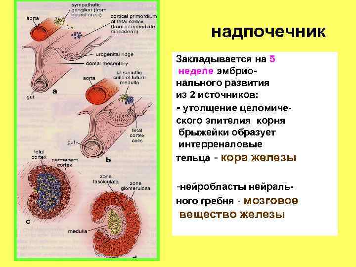 Надпочечник гистология рисунок