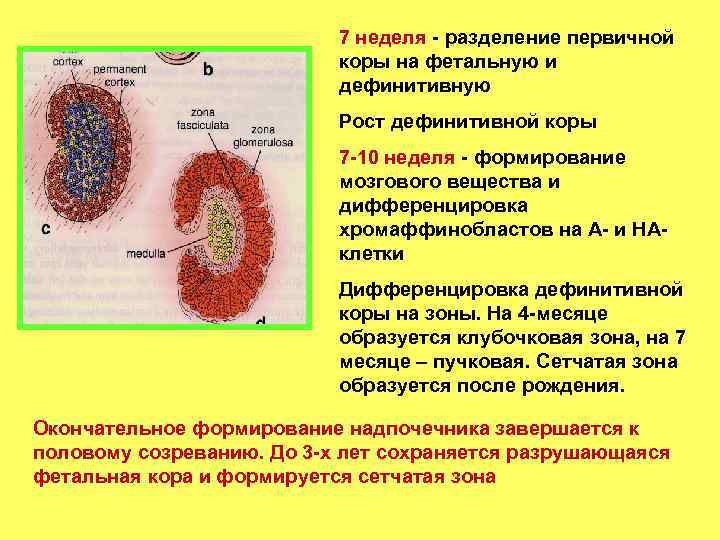 7 неделя - разделение первичной коры на фетальную и дефинитивную Рост дефинитивной коры 7