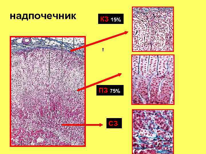надпочечник КЗ 15% ПЗ 75% СЗ 