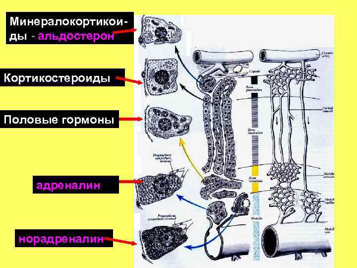 Минералокортикоиды - альдостерон Кортикостероиды Половые гормоны адреналин норадреналин 