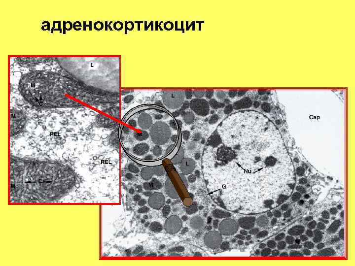адренокортикоцит 