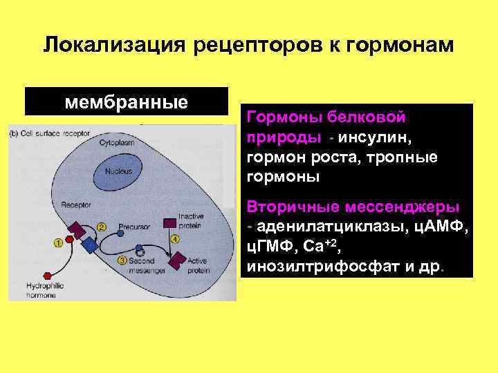 Локализация рецепторов к гормонам мембранные Гормоны белковой природы - инсулин, гормон роста, тропные гормоны