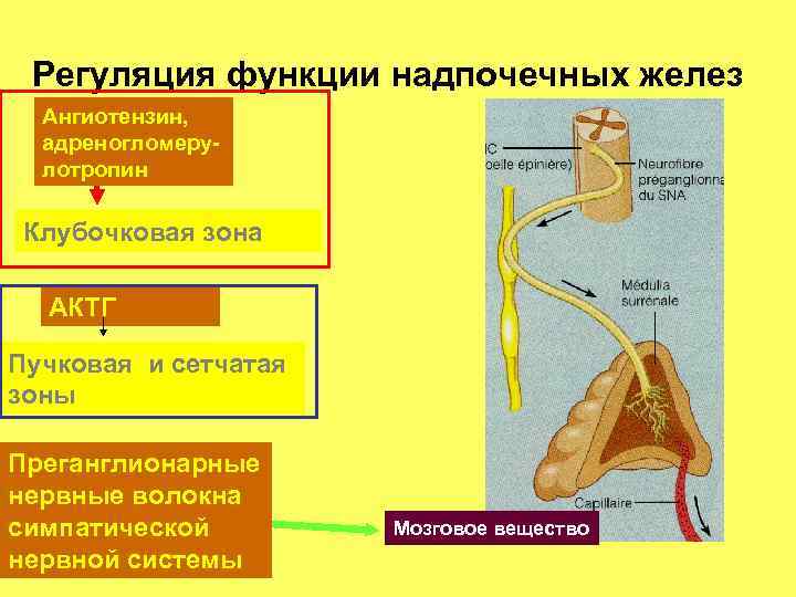 Регуляция функции надпочечных желез Ангиотензин, адреногломерулотропин Клубочковая зона АКТГ Пучковая и сетчатая зоны Преганглионарные