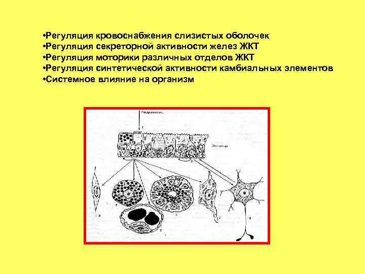  • Регуляция кровоснабжения слизистых оболочек • Регуляция секреторной активности желез ЖКТ • Регуляция