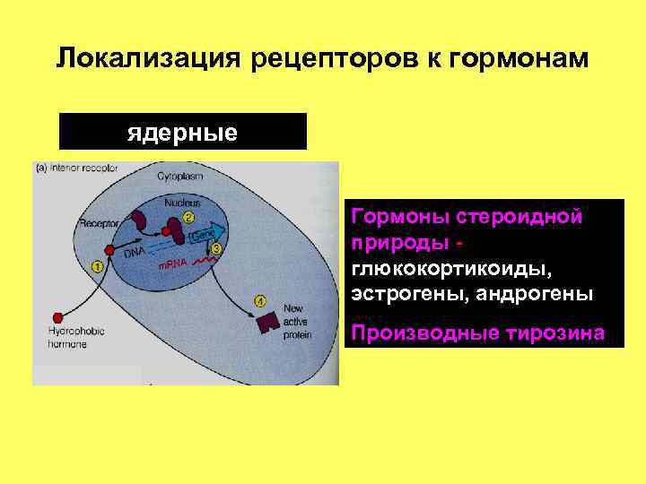 Локализация рецепторов к гормонам ядерные Гормоны стероидной природы глюкокортикоиды, эстрогены, андрогены Производные тирозина 