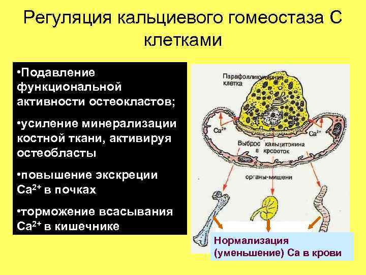 Гомеостаз уровни. Гомеостаз регуляция в организме. Гормональная регуляция кальциевого гемостаза.. Регуляция гомеостаза в организме человека. Гормональная регуляция гомеостаза.