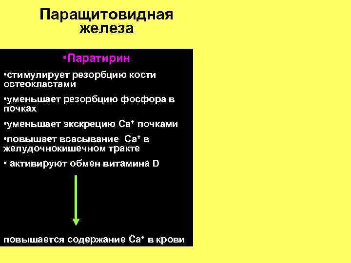 Паращитовидная железа • Паратирин • стимулирует резорбцию кости остеокластами • уменьшает резорбцию фосфора в