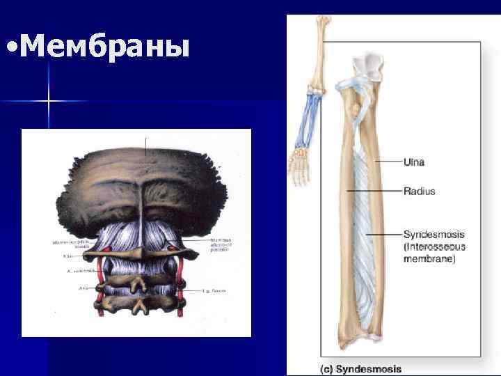  • Мембраны 