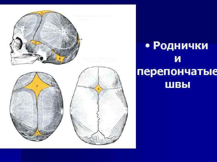  • Роднички и перепончатые швы 