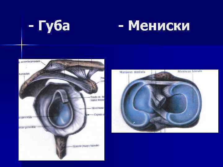 - Губа - Мениски 