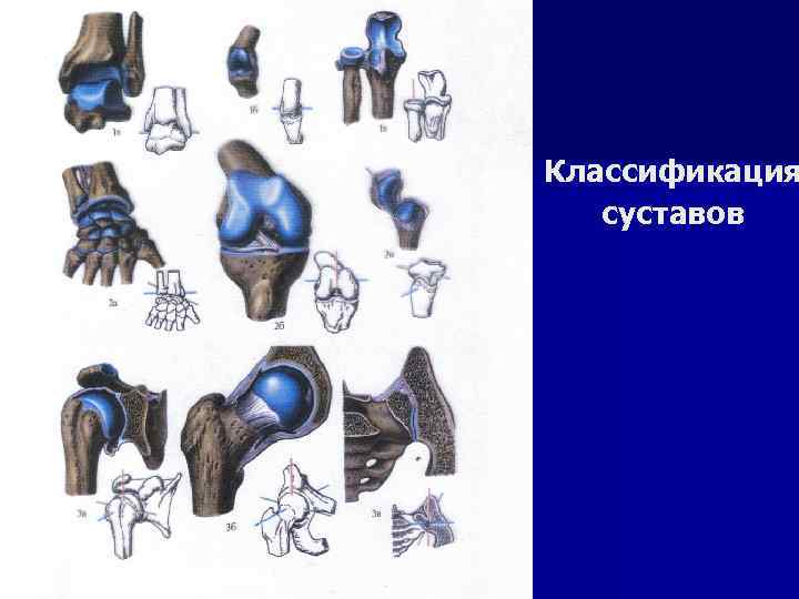 Классификация суставов 