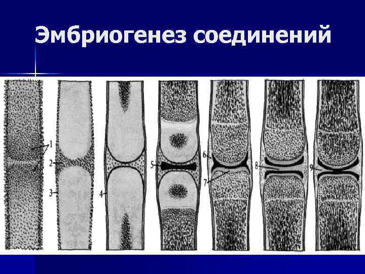 Эмбриогенез соединений 