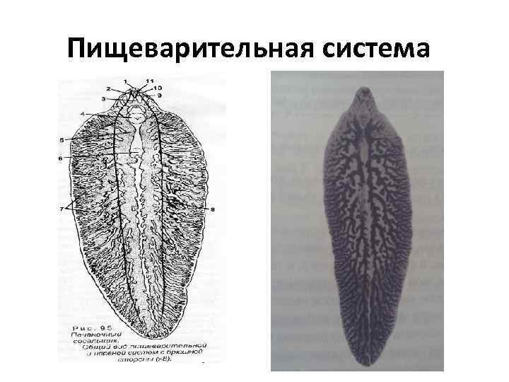 Пищеварительная система сосальщиков