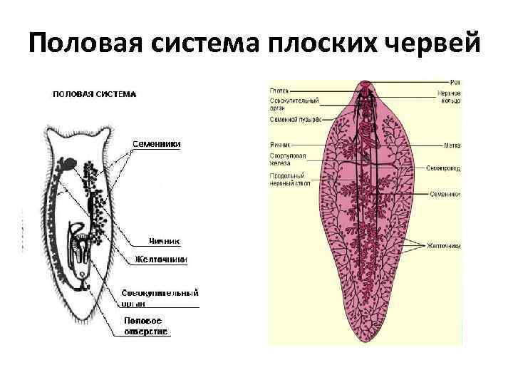 Строение ленточных червей рисунок с подписями