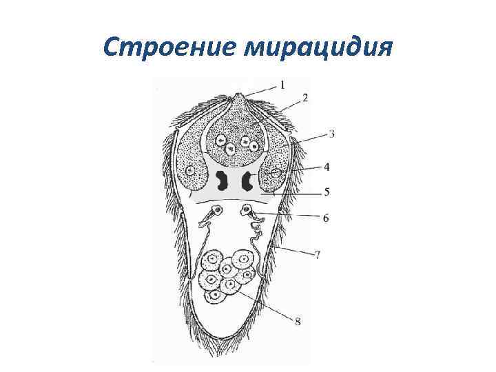 Какой цифрой обозначена на рисунке личинка. Печеночного сосальщика мирацидий строение. Мирацидий трематод. Личинка мирацидий. Мирацидий плоских червей.