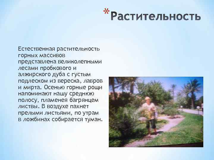 * Естественная растительность горных массивов представлена великолепными лесами пробкового и алжирского дуба с густым