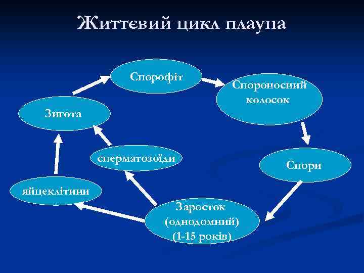 Цикл развития плауна схема