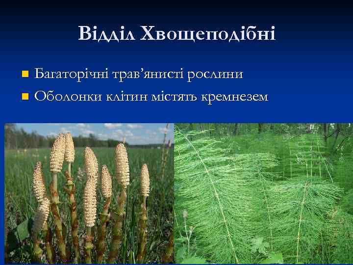 Відділ Хвощеподібні Багаторічні трав’янисті рослини n Оболонки клітин містять кремнезем n 