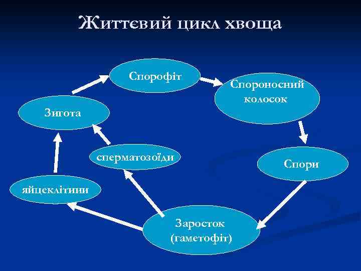 Життєвий цикл хвоща Спорофіт Спороносний колосок Зигота сперматозоїди яйцеклітини Заросток (гаметофіт) Спори 