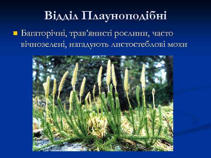 Відділ Плауноподібні n Багаторічні, трав’янисті рослини, часто вічнозелені, нагадують листостеблові мохи 