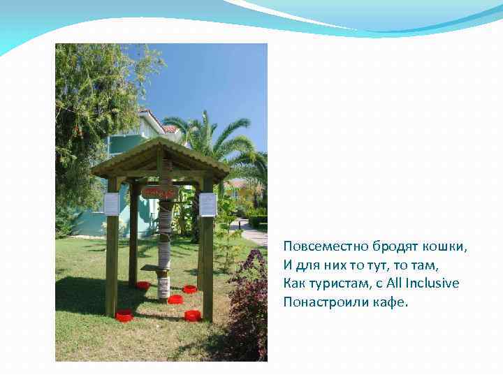 Повсеместно бродят кошки, И для них то тут, то там, Как туристам, с All