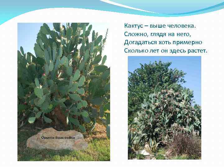 Кактус – выше человека. Сложно, глядя на него, Догадаться хоть примерно Сколько лет он