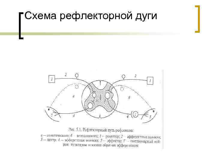 Части рефлекторной дуги