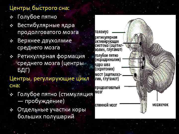 Центр сна в мозге