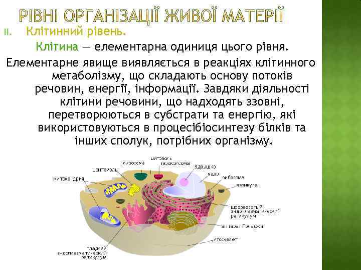 Клітинний рівень. Клітина — елементарна одиниця цього рівня. Клітина Елементарне явище виявляється в реакціях