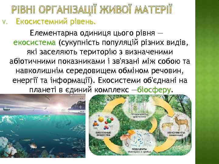 V. Екосистемний рівень. Елементарна одиниця цього рівня — екосистема (сукупність популяцій різних видів, екосистема