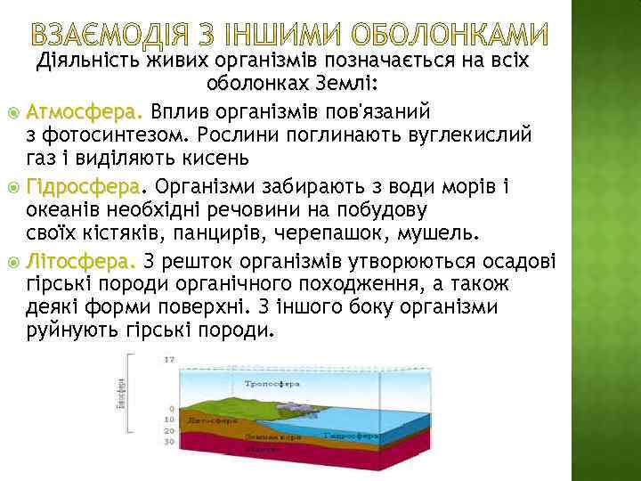 Діяльність живих організмів позначається на всіх оболонках Землі: Атмосфера. Вплив організмів пов'язаний з фотосинтезом.